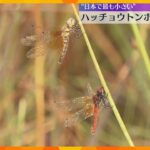 日本で最も小さいとされる「ハッチョウトンボ」羽化始まる　環境の悪化などで減少傾向　和歌山県新宮市