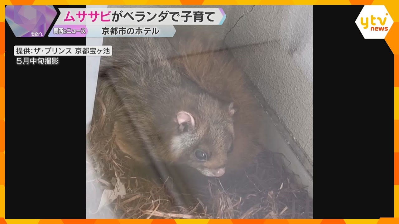 京都のホテルのベランダで子育てするのは…ムササビ　次のチェックインはいつに？見守る従業員