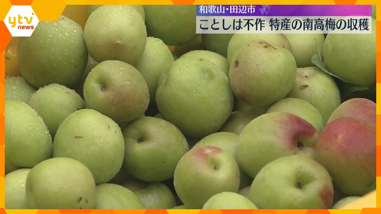 特産の南高梅の収穫始まる　ひょうの被害などで今年は不作　出荷量は平年の7割下回る　和歌山・田辺市