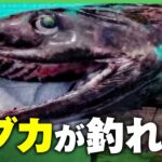 【生きた化石】「すげーな！」サメの仲間”ラブカ”が相模湾で釣れる…専門家も驚きのレア体験｜アベヒル