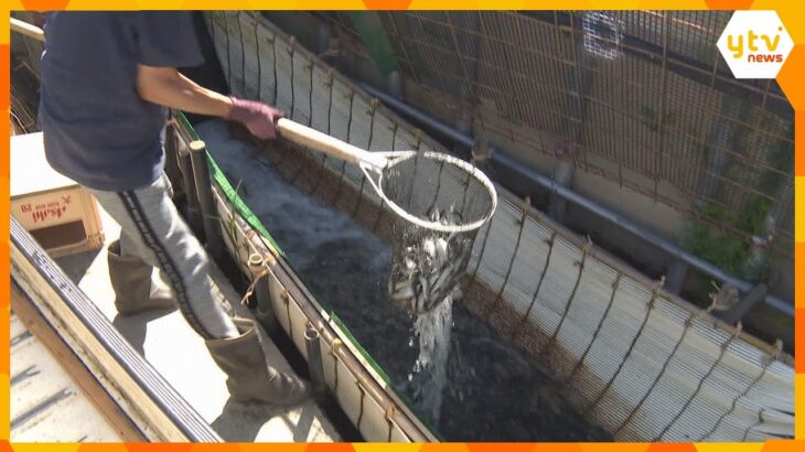 琵琶湖から遡上するアユを生け簀に…竹の簾の子を使った伝統的な漁法「ヤナ漁」が最盛期　滋賀・安曇川