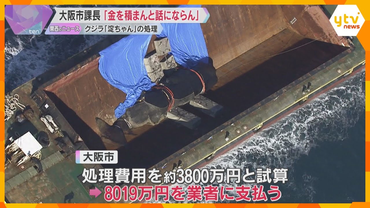「金を積まんことには話にならん」「8千万超え」クジラ“淀ちゃん”処理で大阪市課長が費用増額を進言