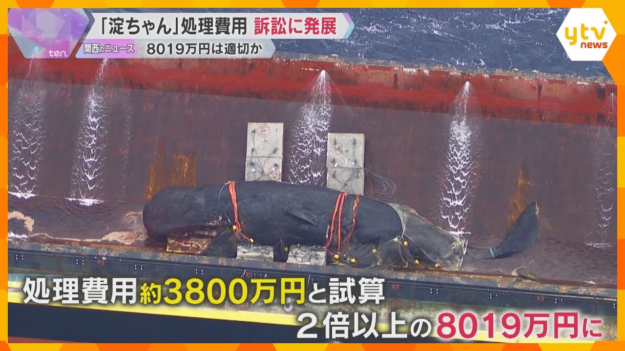 クジラ『淀ちゃん』処理費8019万円巡り市民団体が提訴「業者に依頼する結論あった」市議会でも追及