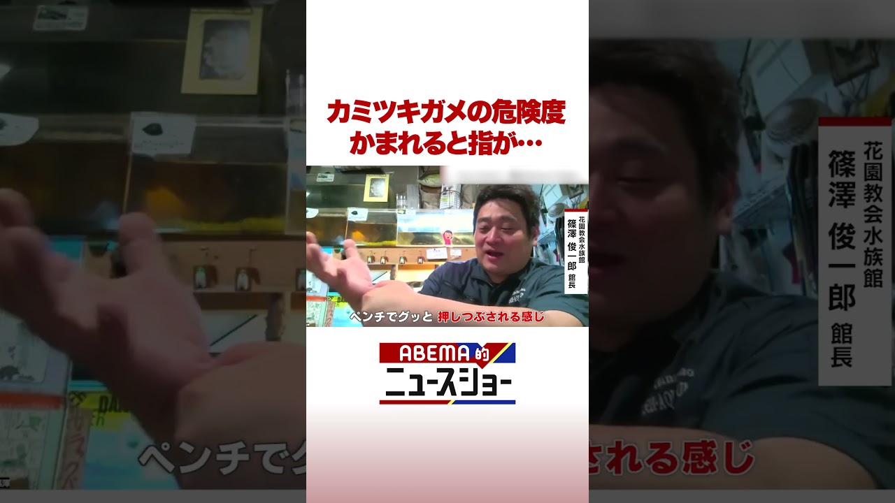 カミツキガメの危険度 かまれると指が… #ABEMA的ニュースショー #shorts