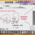 不妊症治療の研究に期待　iPS細胞からヒトの精子や卵子の基になる生殖細胞の大量作製に成功　京大