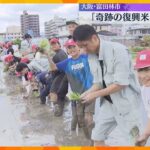 「奇跡の復興米」の田植え始まる　東日本大震災のがれきから発見された3本の稲穂が始まり　富田林市