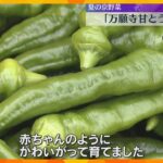 「赤ちゃんのようにかわいがって育てました」夏の京野菜を代表する「万願寺甘とう」出荷　京都・舞鶴市