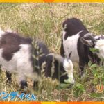 傾斜地の除草は“ヤギ”にお任せ？　担い手不足の課題解決へ向け実証実験「ずっと一緒に働きたい」