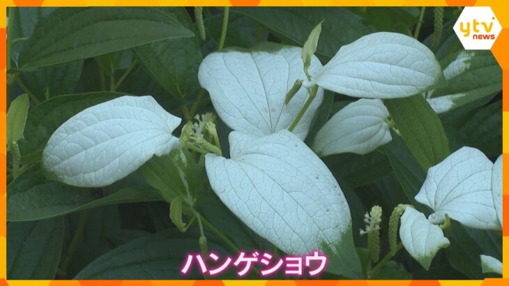 【夏の訪れ】「ハンゲショウ」が見ごろ  葉の半分が化粧をしたように白く変わる　滋賀・守山市