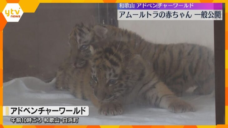 「ネコみたいでかわいい」アムールトラの赤ちゃん2頭を一般公開　ミルクですくすく成長　和歌山・白浜