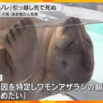 海遊館の人気者、ワモンアザラシ「ミゾレ」が天国へ　日本初の人工哺育で成長　今月初めから食欲不振に