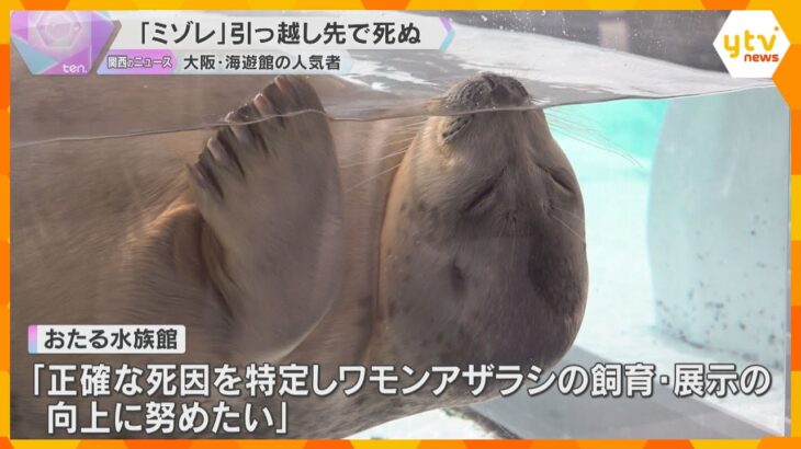 海遊館の人気者、ワモンアザラシ「ミゾレ」が天国へ　日本初の人工哺育で成長　今月初めから食欲不振に
