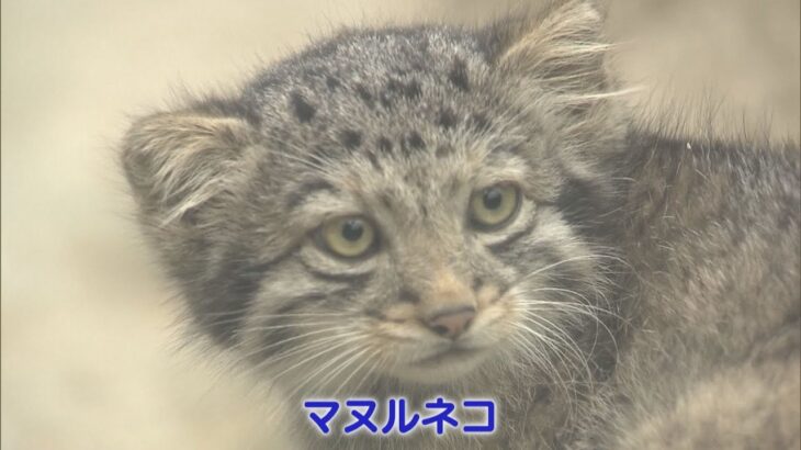 ネコ科の中で最も古い種「マヌルネコ」の赤ちゃんすくすく　神戸どうぶつ王国で公開