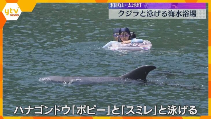 クジラと一緒に泳げるイベント　ハナゴンドウ2頭が海水浴場に 子どもたちは歓声　和歌山・太地町