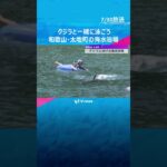 【クジラと泳ぐ】ハナゴンドウ2頭が「くじら浜海水浴場」に放されていて、一緒に泳ぐことが出来ます。和歌山・太地町　#shorts #読売テレビニュース