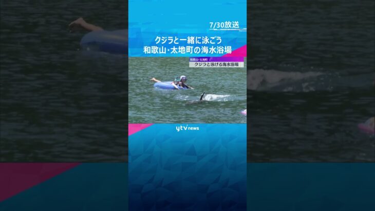 【クジラと泳ぐ】ハナゴンドウ2頭が「くじら浜海水浴場」に放されていて、一緒に泳ぐことが出来ます。和歌山・太地町　#shorts #読売テレビニュース