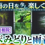 雨の日を少し楽しく＃2「雨音と色彩を楽しむ」京都・実相院の静寂の中に聞こえる雨の音　木々の深い緑色【かんさい情報ネット ten.特集】