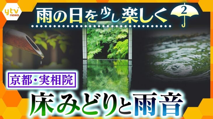 雨の日を少し楽しく＃2「雨音と色彩を楽しむ」京都・実相院の静寂の中に聞こえる雨の音　木々の深い緑色【かんさい情報ネット ten.特集】