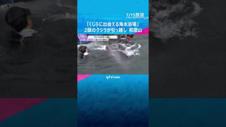 【クジラと泳ぐ】2頭の「ハナゴンドウ」がくじらの博物館から近くの海水浴場にお引越し。7月19日から8月19日まで和歌山・太地町ではクジラと一緒に泳ぐことが出来ます。