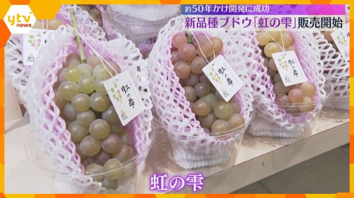新品種ブドウ「虹の雫」販売開始　大阪府が約50年かけて開発　収穫時期などで色が変化するのが特徴