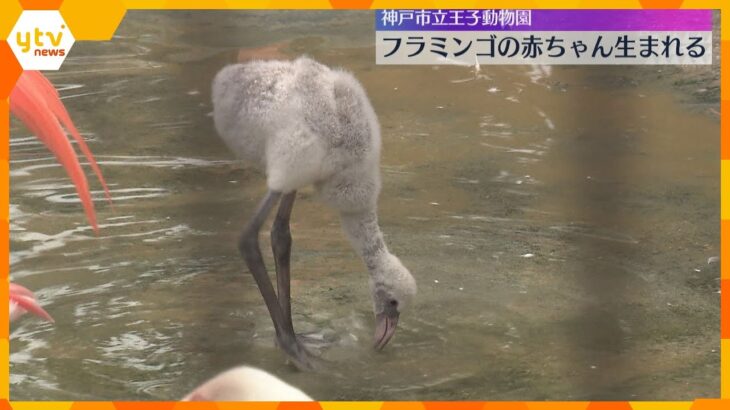 「灰色と思わなかった」体長約50センチの“ベニイロフラミンゴ”赤ちゃん一般公開　神戸・王子動物園