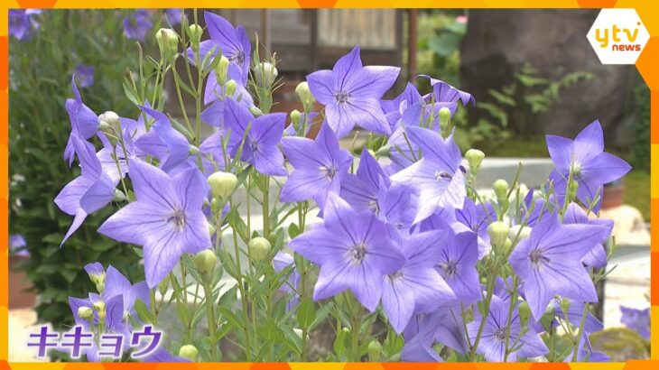 ”運気向上の花”桔梗が涼しげに咲き誇る　紫や白の約800株が見ごろ　兵庫・香美の寺