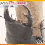 【黒いダイヤ】オオクワガタを福祉施設が飼育　最大7.５センチで1万4800円　京都・福知山市