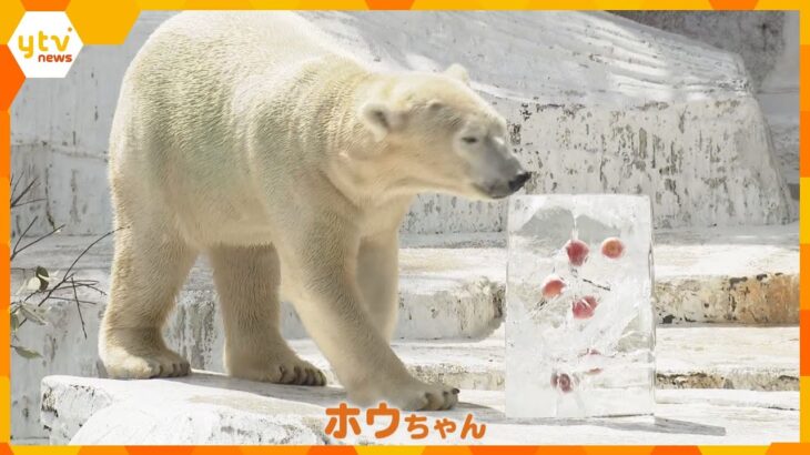 【涼しそう】ホッキョクグマ「ホウちゃん」にフルーツの入った氷の柱プレゼント　大阪・天王寺動物園