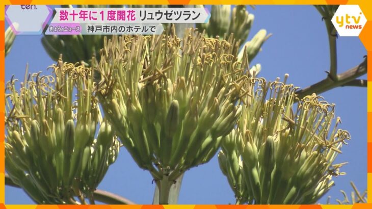 数十年に一度だけ咲く花「リュウゼツラン」神戸のホテルで開花　開業時に植え、26年の歳月を経て