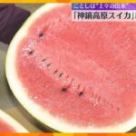 「糖度もよくのって甘い、冷やしてガブッと」シャリシャリの食感特徴「神鍋高原スイカ」収穫最盛期