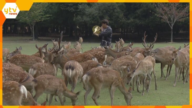 奈良公園で「夏の鹿寄せ」　ホルンの音色で200頭が集まる「こんなに鹿を1か所で見たことがない」