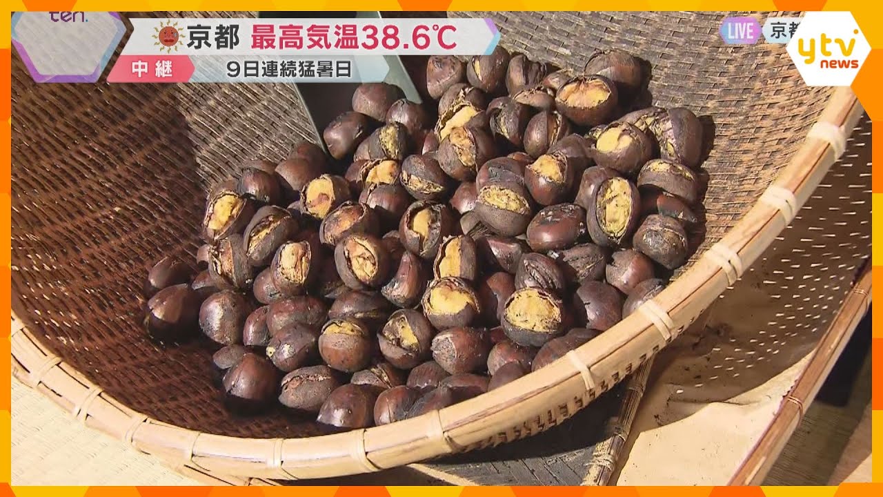 京都で最高気温38.6℃を記録　連日の猛暑の中、観光地の嵐山で人気を集めているのは…焼き栗！？