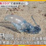 猛毒のクラゲで海水浴場が遊泳禁止に　電気ショックのような強い痛み「死んでいる個体でも触らないで」