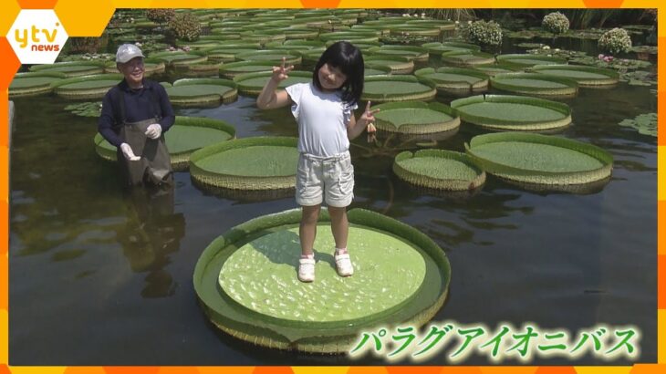 水面に浮かぶ植物「パラグアイオニバス」でゆらゆら　直径1.5メートルの葉の上に子どもたちが体験