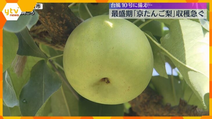 「おいしく仕上がっている」丹後半島のブランド“京たんご梨”が出荷最盛期　台風に備え収穫急ぐ