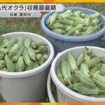 猛暑で育つ伝統野菜「八代オクラ」収穫最盛期　シャキシャキとした食感と強い粘りが特徴　兵庫・豊岡市