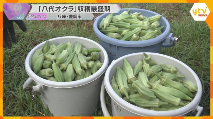 猛暑で育つ伝統野菜「八代オクラ」収穫最盛期　シャキシャキとした食感と強い粘りが特徴　兵庫・豊岡市