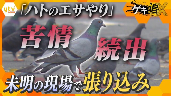 苦情殺到「ハトのエサやり」異例の“中止命令”に効果はあったのか…？未明の現場で張り込み調査!!【かんさい情報ネットten.特集/ゲキ追X】