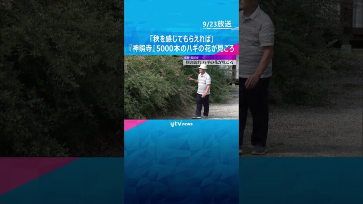 【秋の訪れ】13品種・5000本のハギの花が見ごろ「秋を感じてもらえれば」滋賀・長浜市『神照寺』#shorts　#読売テレビニュース