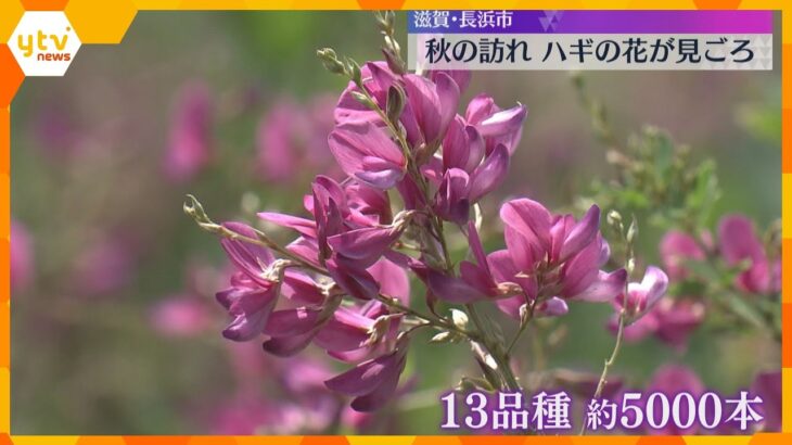 【秋の訪れ】13品種・5000本のハギの花が見ごろ「秋を感じてもらえれば」滋賀・長浜市『神照寺』