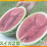 「甘さがキュッと、味が濃かった」“ど根性スイカ2世”がみずみずしく育つ　大阪・植物園で試食会