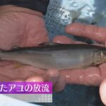 安定的に漁獲量を確保するため　滋賀・高島市で産卵を控えたアユを放流