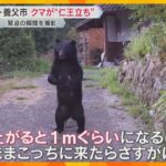 【緊迫の映像】クマが目の前で仁王立ちに…「何十回も出会っているが初めて見た」目撃は過去最多ペース　秋は市街地に出没する懸念も