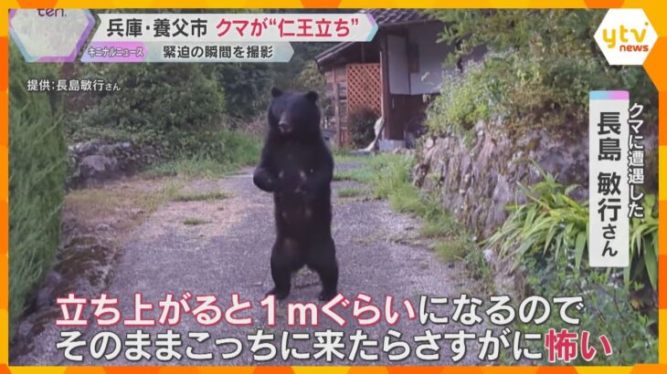 【緊迫の映像】クマが目の前で仁王立ちに…「何十回も出会っているが初めて見た」目撃は過去最多ペース　秋は市街地に出没する懸念も