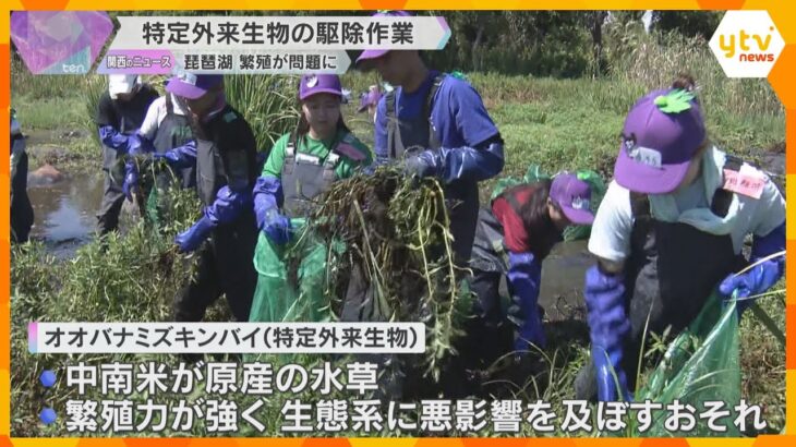 琵琶湖で特定外来生物の水草「オオバナミズキンバイ」駆除　中南米原産で繁殖力が強く生態系に悪影響