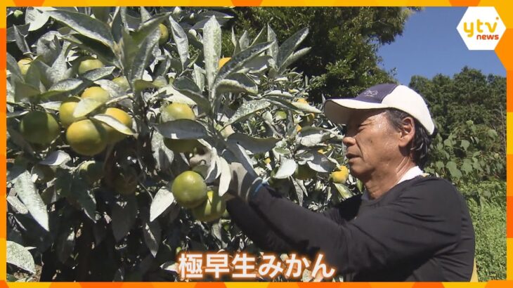 さわやかな酸味にほんのりした甘さ「１つでも多く食べてもらいたい」『温州みかん』収穫始まる　和歌山