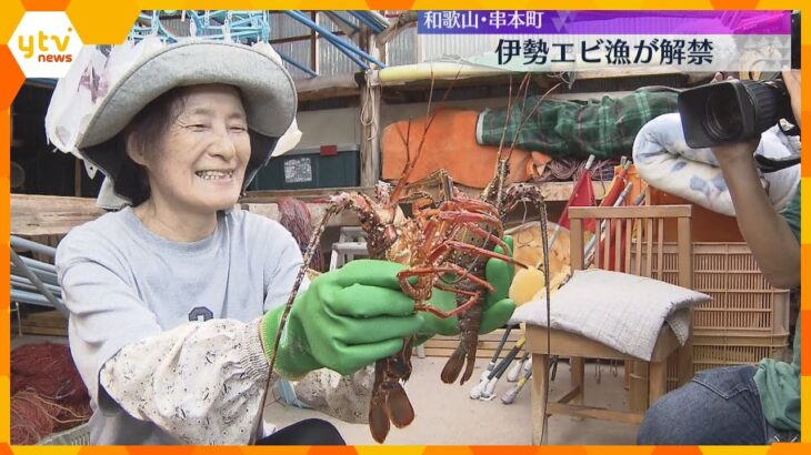 伊勢エビ漁が解禁　串本の漁港活気づく　近年は海水温の上昇などで漁獲量は減少傾向　和歌山・串本町