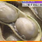 黒大豆の枝豆「紫ずきん」出荷ピーク　粒が大きくコクのある甘みとモチモチ食感が特徴　京都・福知山