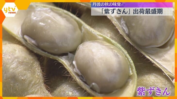 黒大豆の枝豆「紫ずきん」出荷ピーク　粒が大きくコクのある甘みとモチモチ食感が特徴　京都・福知山