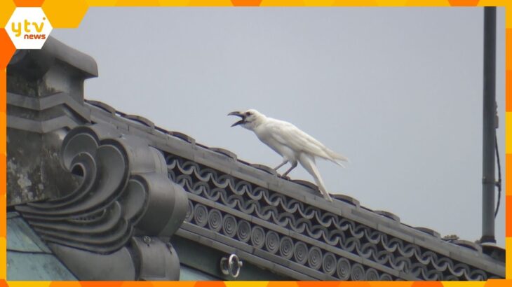 【速報】 超希少！「白いカラス」“鳴き声動画”の撮影に成功　滋賀・大津市でカメラマンが目撃